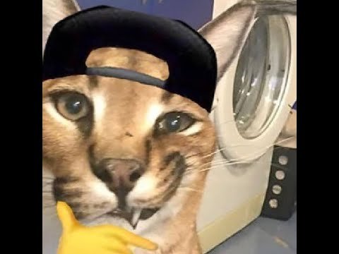 Кот шлёпа пельмени