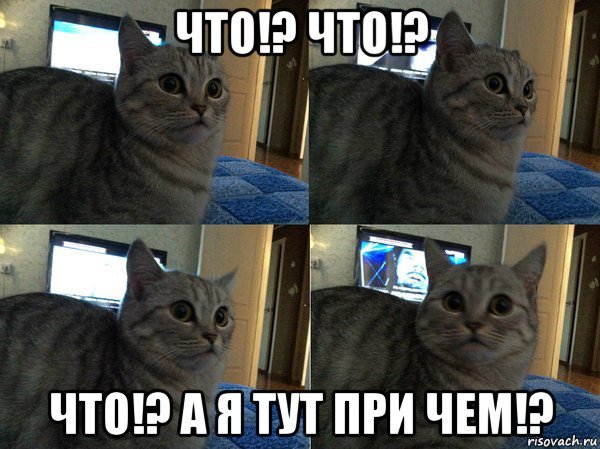 Кот вопрос Мем