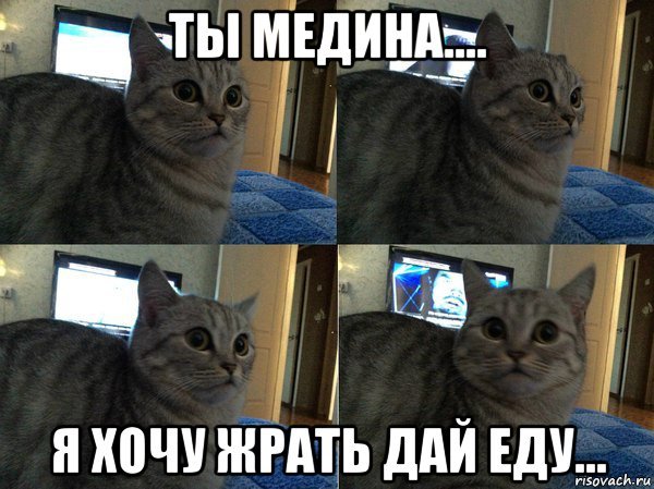 Хочешь меня Мем с котом