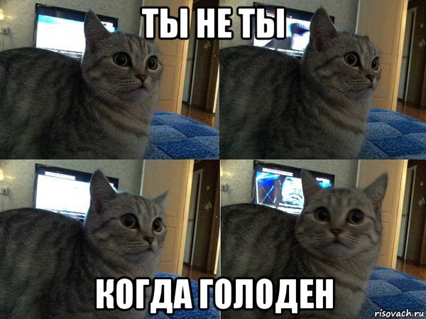 Кот в шоке Мем