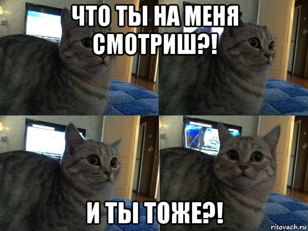 Это тоже я Мем кот