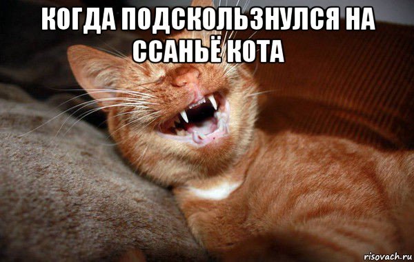 Смешные мемы про котов