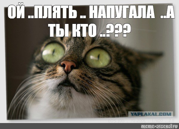 Мемы испугался коты