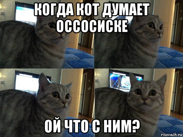 О чем думают коты приколы