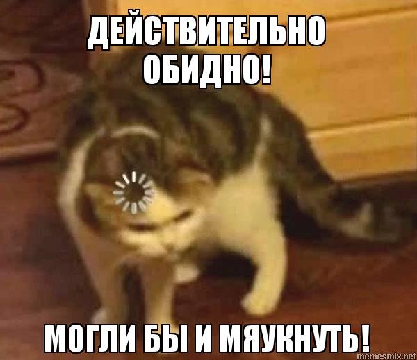 Непонимающий кот