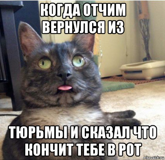 Кот задумчивый