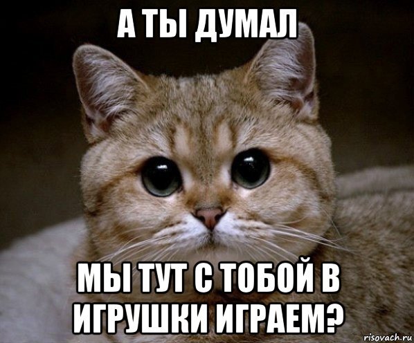Кот задумчивый