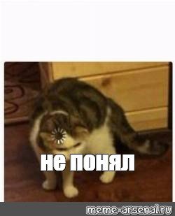 Мемы про думающего кота (49 фото)