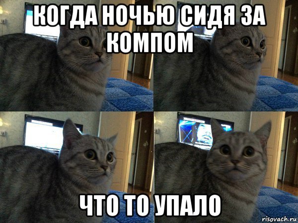 Сильный кот Мем