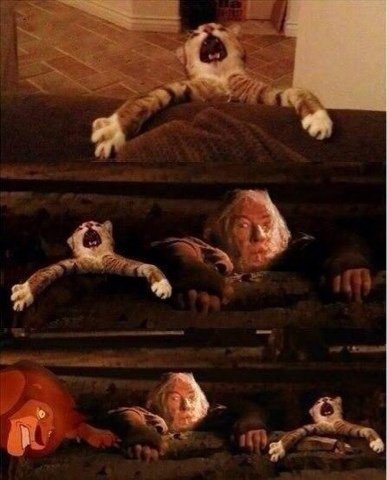 Бегите глупцы Гендальф кот