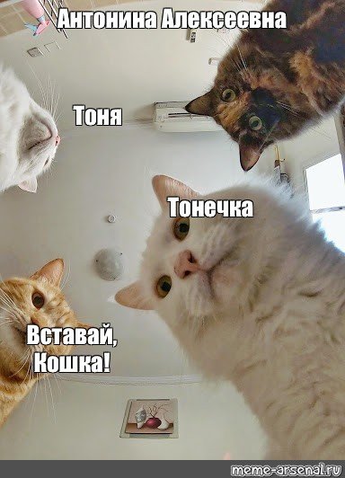 Шутки про Антонину