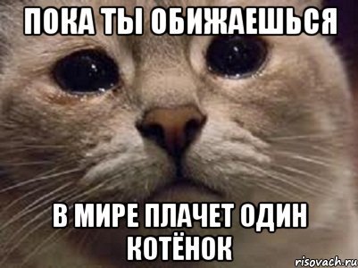 Котик плачет Мем
