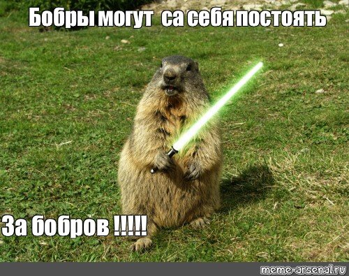 Бобер мемы