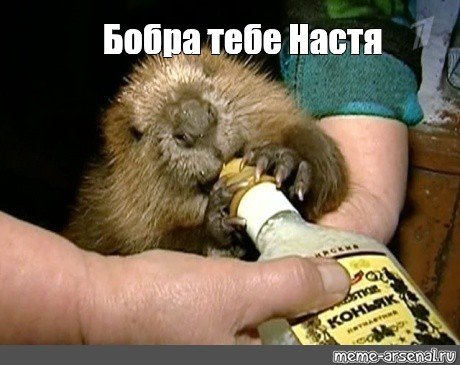 Нутрия болотный Бобр