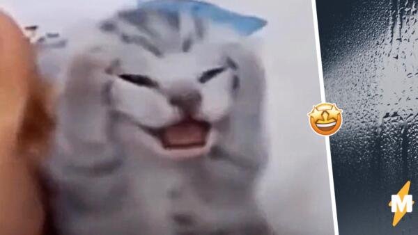 Кот Мем