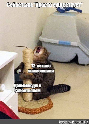 Кастрированный кот в шоке