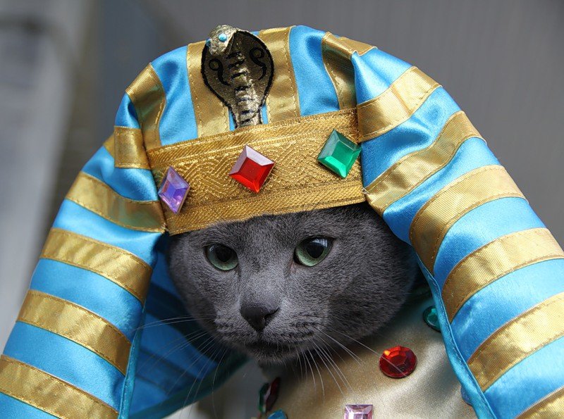 Мемы с египетской кошкой (47 фото) .