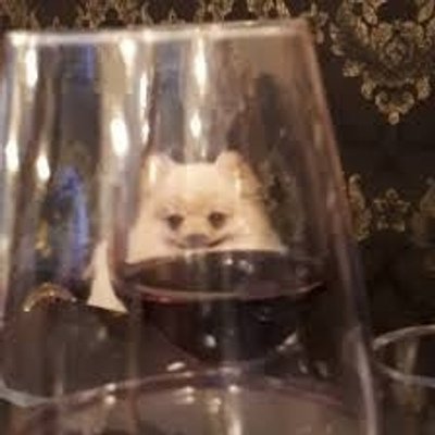 Кот через бокал
