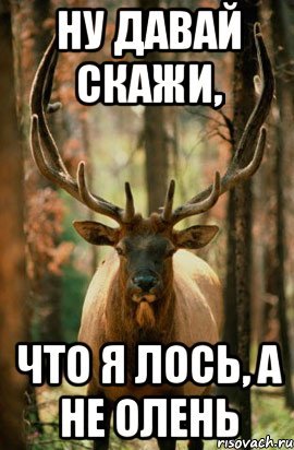 Я олень