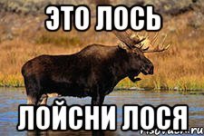 Лось Мем