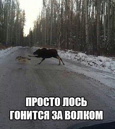Резать лося Мем