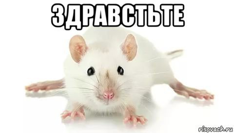 Мистер крыс Стикеры ВК
