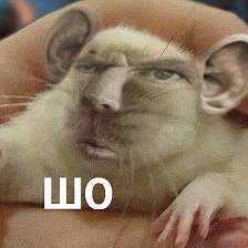 Ля ты крыса
