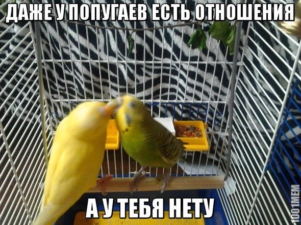 Мемы с попугаями