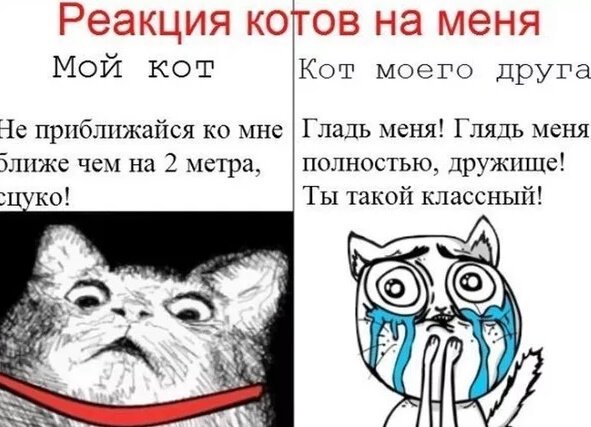 Смешные котики до слёз ржака