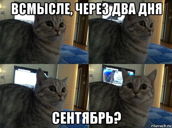 А че в смысле Мем кот