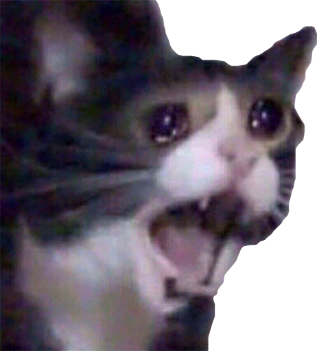 Плачущий кот кричит