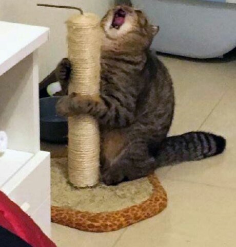 Кот орет у когтеточки Мем