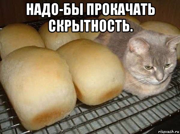 Мемы про невдупленыша котенка (48 фото)