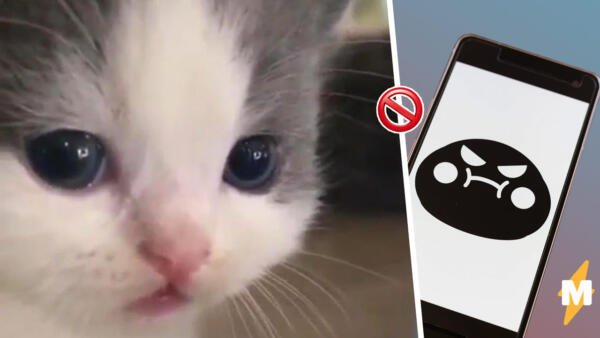 Нашкодивший котенок гиф