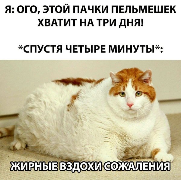 Ни о чем не жалею кот