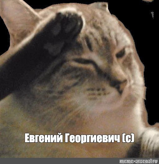 Кот отдает честь лапой