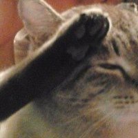 Котик отдает честь