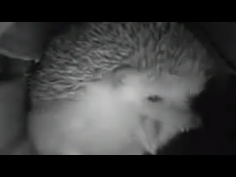Ёжик чихнул Мем