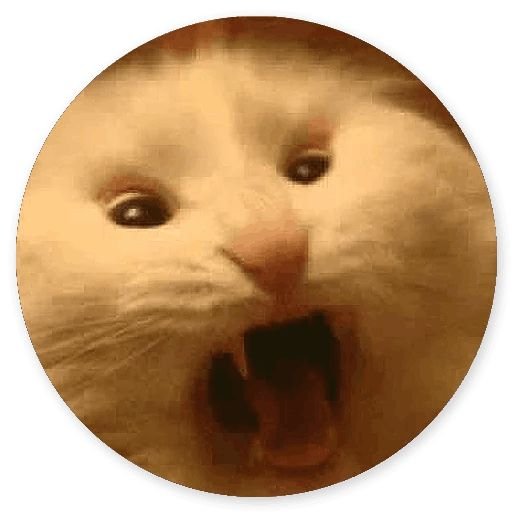 Крик кота Мем