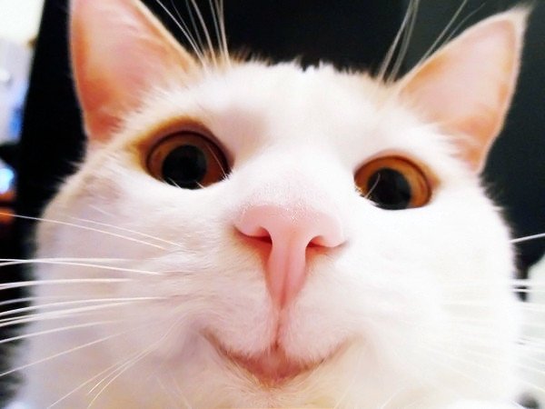 Коты мемы