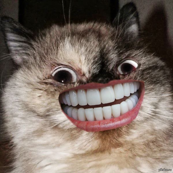 Кот с большими зубами