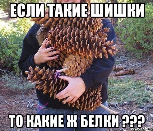 Мемы про шишку