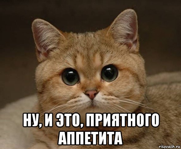 Кот желает приятного аппетита