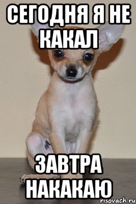 Испражняется крокодил