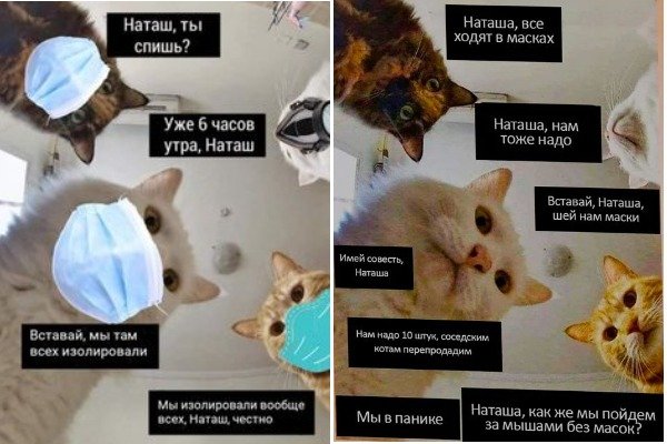 Наташа и коты мемы