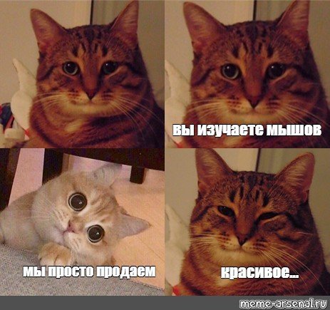 Мемы про красивого кота (49 фото)