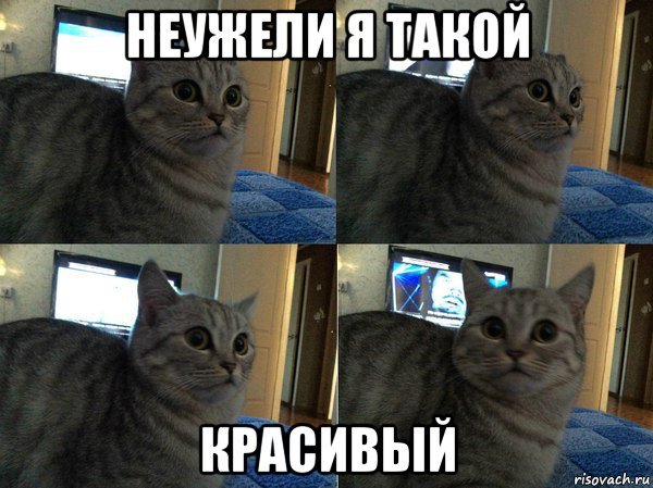 Красивые коты мемы