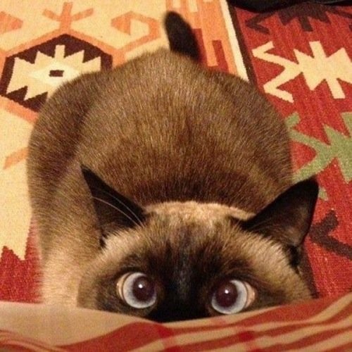 Коты с сердечками