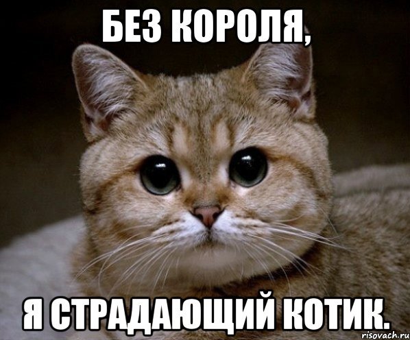 Может не надо Мем кот