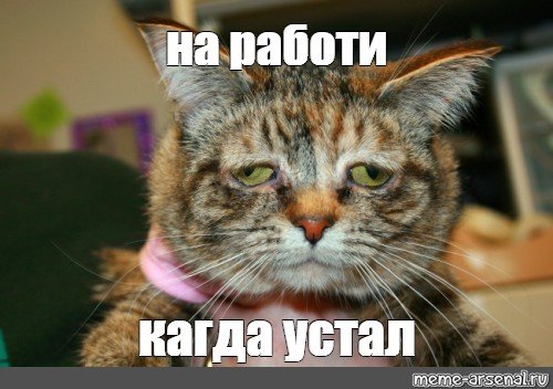 Коты мемы устал